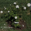 Mrs. Andrew Carnegie rose photo