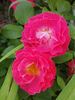 Bordure Magenta ® rose photo