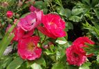 Bordure Magenta ® rose photo
