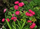 Bordure Magenta ® rose photo