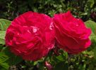 D'Aguesseau rose photo