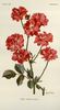 Miss Edith Cavell rose photo