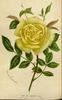 Amazone rose photo