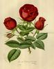 Duchess of Edinburgh rose photo