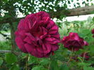 Capitaine Basroger rose photo