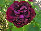 Jean Liabaud rose photo