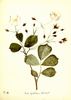 <i>Rosa gentiliana</i> Lévéille rose photo