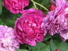 Fleur de Pelletier rose photo