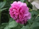 Fleur de Pelletier rose photo