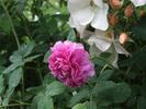 Fleur de Pelletier rose photo