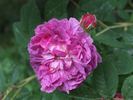 Fleur de Pelletier rose photo