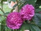 Fleur de Pelletier rose photo