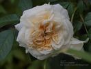 Angel Flower Circus ® rose photo