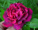 Abel Carrière rose photo
