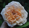 Amaretto ® rose photo