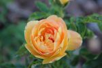 Radio rose photo