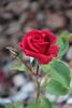 Aribau rose photo