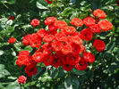 Zenaitta rose photo