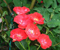 Zenaitta rose photo