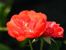 Zenaitta rose photo
