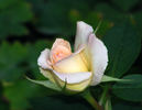 Yantai rose photo