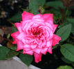 Winsome ™ rose photo