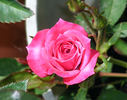 Winsome ™ rose photo