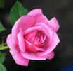 Winsome ™ rose photo