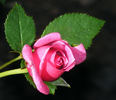 Winsome ™ rose photo