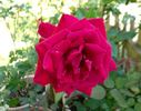 Intrepid ™ rose photo