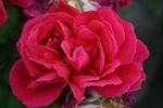 Maurice Bernardin rose photo