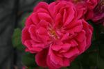 Maurice Bernardin rose photo