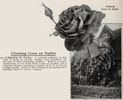 Gruss an Teplitz, Cl. rose photo