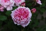 Wife of Bath ® rose photo