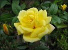 Laura Ford ® rose photo
