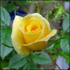 Laura Ford ® rose photo