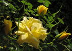 Laura Ford ® rose photo