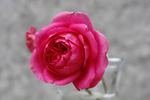 Frau Dr. Schricker rose photo