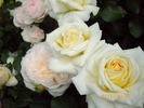 Ambiente rose photo