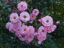 Heidekönigin ® rose photo