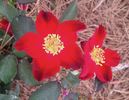 George Manners rose photo