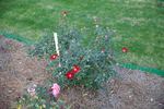 George Manners rose photo