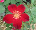 George Manners rose photo