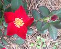 George Manners rose photo