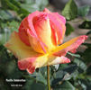 Pacific Celebration rose photo