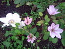 Jan Pawel II clematis photo