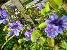 Fireworks clematis photo