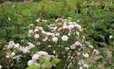Miss Ahrensburg rose photo
