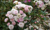 Miss Ahrensburg rose photo
