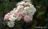 Miss Ahrensburg rose photo